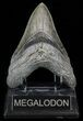 Fossil Megalodon Tooth - South Carolina #51132-1